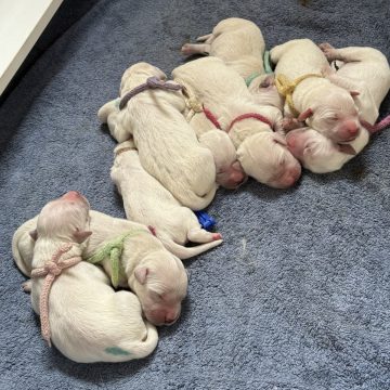 2025 Faya met broertjes en zusjes